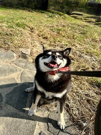 ムギュッとなったお顔も可愛い「拒否柴」はたろうくんの得意技（画像提供：黒柴たろうさん @07tarou09）