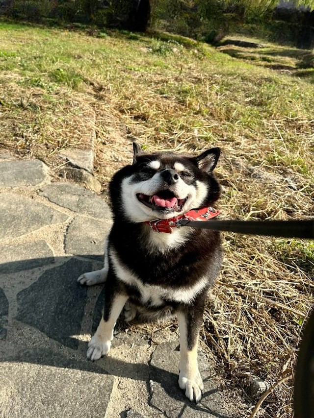 ムギュッとなったお顔も可愛い「拒否柴」はたろうくんの得意技（画像提供：黒柴たろうさん @07tarou09）