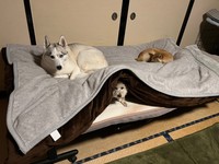 飼い主さん、布団に入れません…（深山さん）