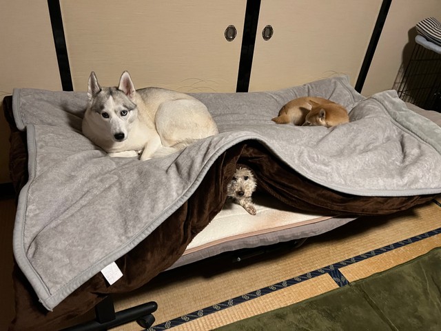 飼い主さん、布団に入れません…（深山さん）