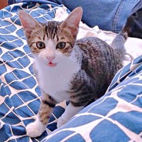 おうちに来て2週間ほど経ったころのトラヴィスくん（画像提供：にくきゅうさん）