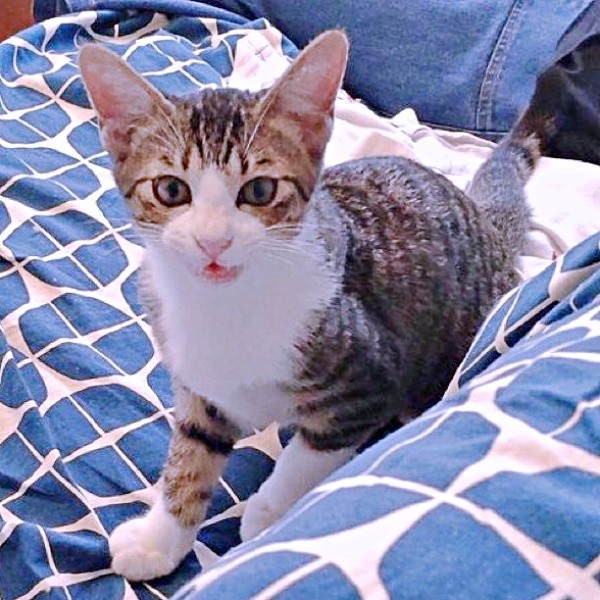 おうちに来て2週間ほど経ったころのトラヴィスくん（画像提供：にくきゅうさん）