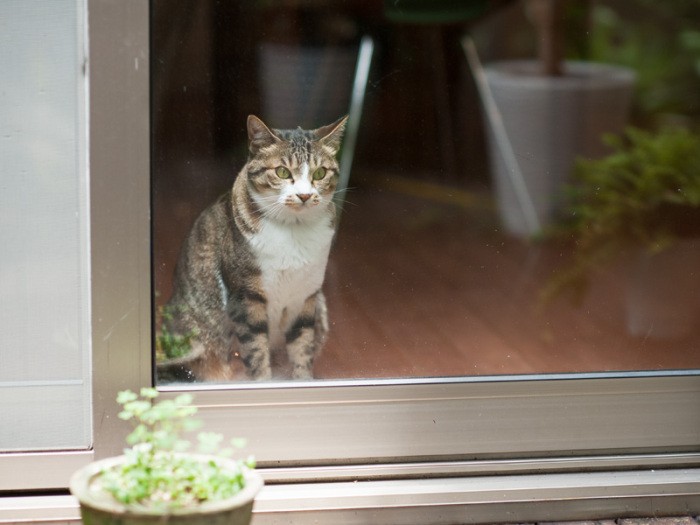 「今日も鳥たちが来ている。集まるって楽しいのかな？」（小林写函撮影）