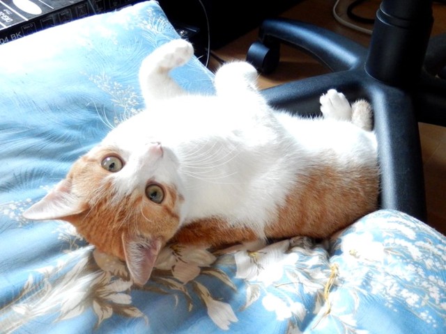 子猫時代のきなこちゃん_好奇心いっぱいにカメラを見つめている姿（画像提供：きなこさん）