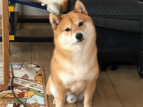 ふう、やっとシャンプー終わったよ　柴犬の「ペースケ」