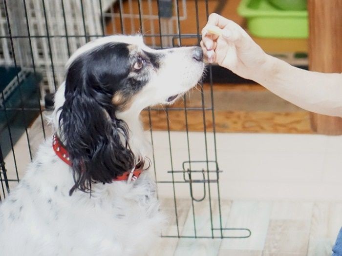 犬部屋にいたルーシー（１０歳超え）はトライアル中。「高齢犬でも迎えてくれる家族がいるのは嬉しい」