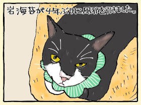 長老猫「岩海苔」、猫風邪と腎機能低下で通院の毎日　不安だけどできることは全部やる