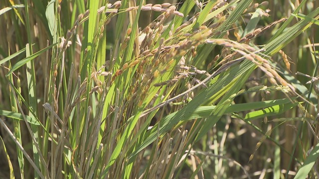 なかしま農園　美作市下庄町