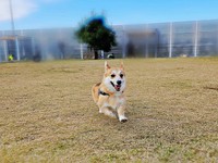 青空の下、元気に走るタビーくん（画像提供：キリ眉のタビーさん）
