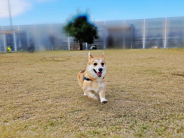 青空の下、元気に走るタビーくん（画像提供：キリ眉のタビーさん）