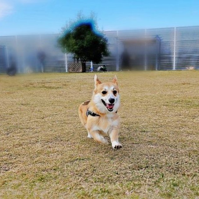 青空の下、元気に走るタビーくん（画像提供：キリ眉のタビーさん）