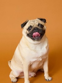 にっこり笑顔が愛らしいむさしくん（画像提供：パグのむさしさん）