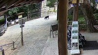 目撃されたイノシシ　提供：栗林公園観光事務所