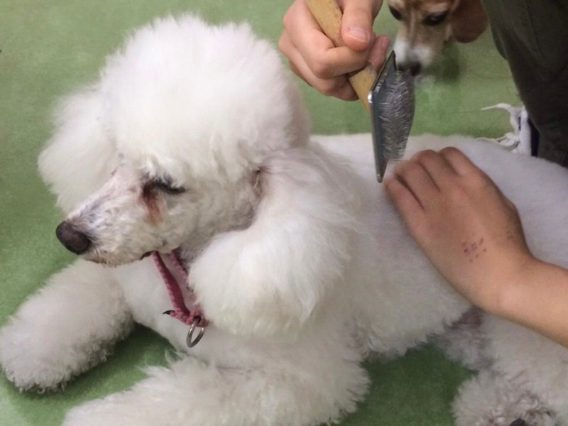 ブラッシングされる学内犬。学生たちは学内犬のお世話を通し、プロとしての犬の扱い方を学ぶ（波戸さん提供）