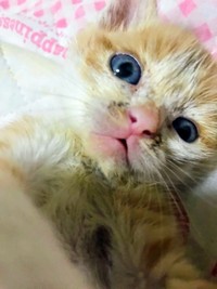 保護から数日後、おうちに慣れていったみやびちゃん（画像提供：ふみさん）