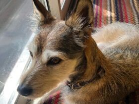 寒い朝、ソファーの後ろで日なたぼっこ　ミックス犬「ロコ」