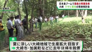 ワサビの生産拡大を　宮城・大崎地区ほ場を見学　日本食ブームで需要急増