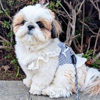 マシュマロボディが魅力のひとつ♡ ズシくん（画像提供：シーズーのズシさん）