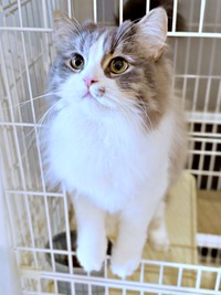 前足が溶けるチーズ化！？ きょとんとした表情がかわいいたおくん（画像提供：たおとるねさん）