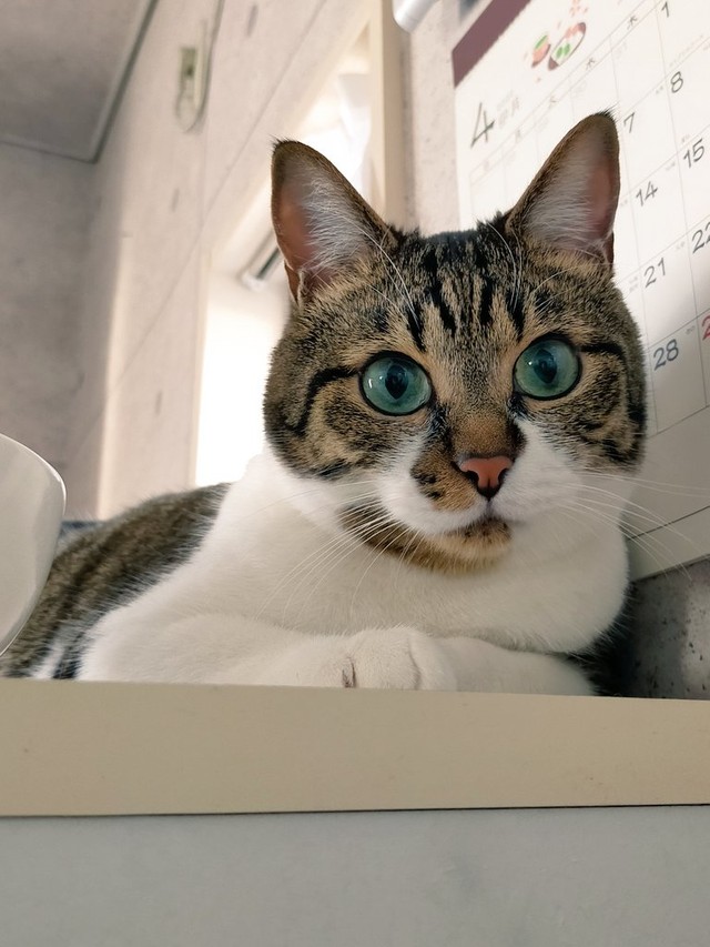 サラダチキンを狙う=まりてつ(@marie_mamachan)さん提供