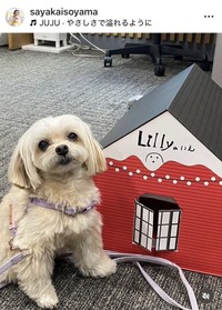 磯山さやかのインスタグラム＠sayakaisoyamaより