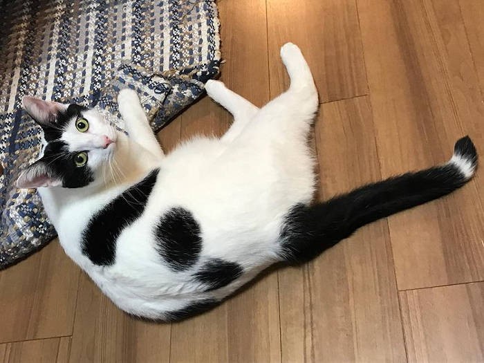 ミックス猫「のりべんくん」。しっぽの先がおもしろい！！