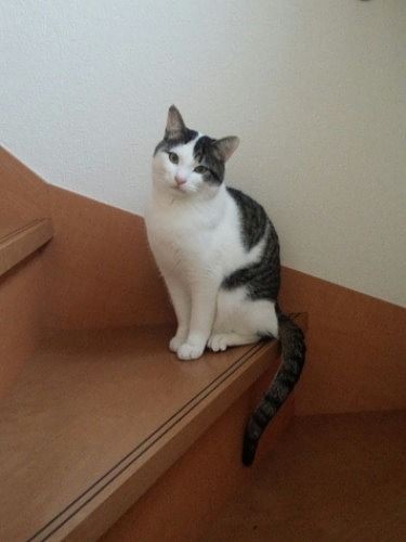 麻緒さんが２階にいくとちぃーも２階へ。最近はぷぅーがその後を追う（提供写真）