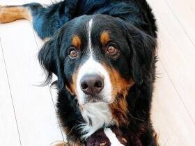 大好き「ダンロ」！　将来絶対に飼うと夢に見ていたバーニーズ・マウンテン・ドッグ　