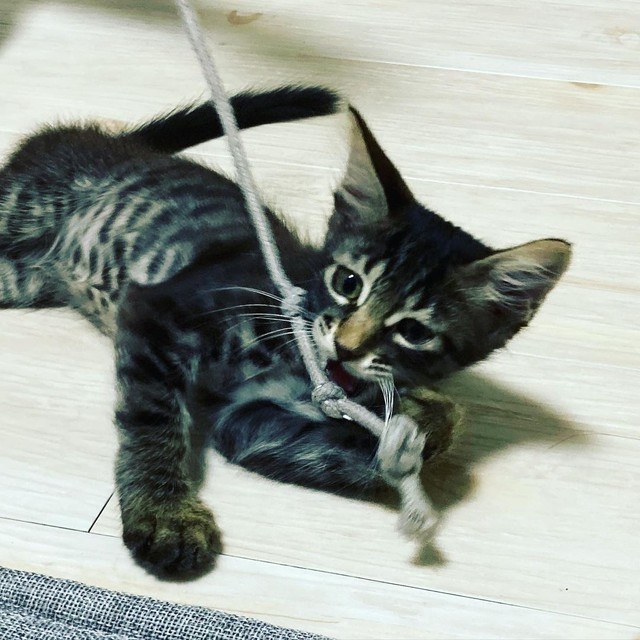 猫じゃらし、大好き＝kotonet822さん提供
