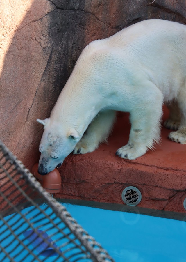 おもちゃ…じゃないの？あちこち探索するライト（2023.4 平川動物公園）