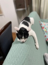 絶妙なバランス！ ソファの背もたれ上でくつろぐむすびくん（画像提供：猫のしお むすび 飼い主はろでさん）