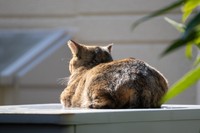 帰ってくるのは、先祖だけとは限らない　※画像はイメージです（木村　亨/stock.adobe.com）