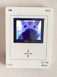鼻デカバージョンで映っていた時のももちゃん（画像提供：柴犬ももさん）