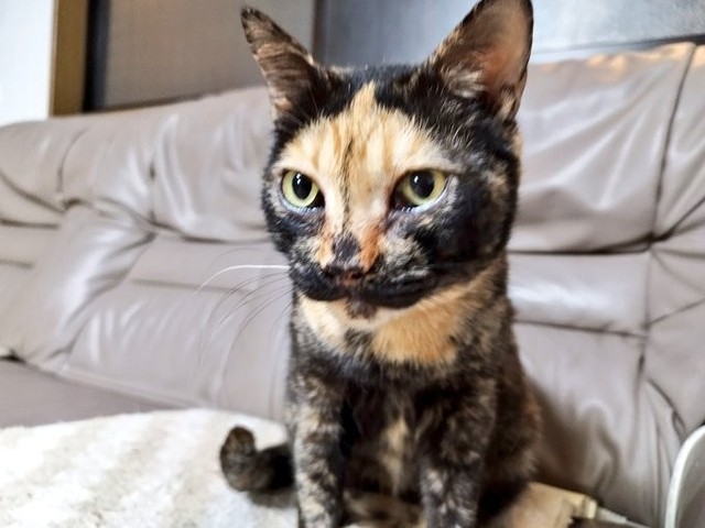 保護される前は、外でご飯を貰って生き延びていたという