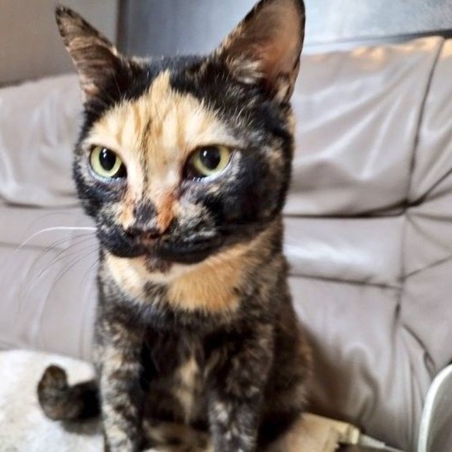 保護される前は、外でご飯を貰って生き延びていたという