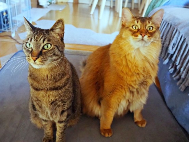 （左から）7歳の誕生日を迎えた蓮くんと5歳を迎えた同居猫の瑠偉くん（画像提供：うにねこさん）