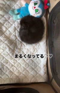 保護2日目。まるくなって寝ていました（「ねぎごま」さん提供、Instagramよりキャプチャ撮影）