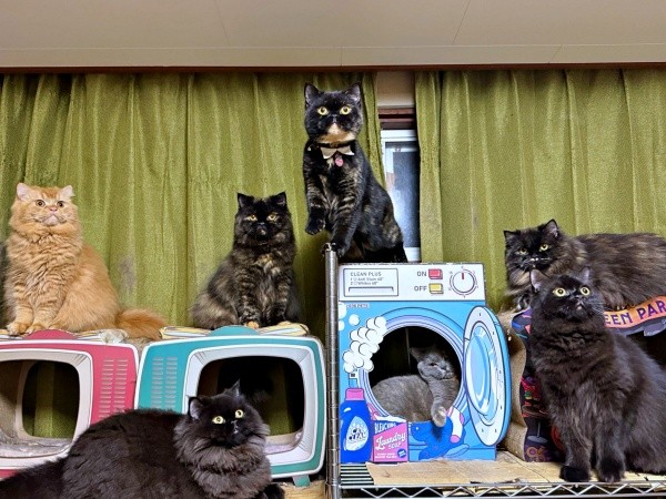 中央、一番高いところにいる「ゆにこ」ちゃん。グレーの被毛の母猫と、兄弟猫と暮らしています（画像提供：まそっぷさん）