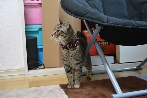 青年の家で過ごすチャバ