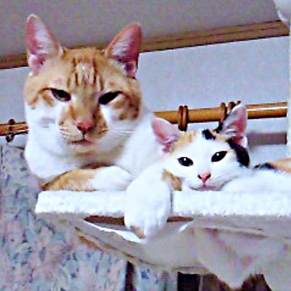 兄猫・ニャン吉くん（左）に寄り添う子猫時代のみゅうちゃん（画像提供：こまちさん）