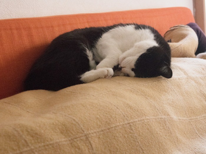ソファでうたたねをする筆者のお腹の上で爆睡中（小林写函撮影）