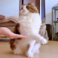 ひょいっとお手をさけるこむぎちゃん（画像提供：夫と猫。嫁による観察日記さん）