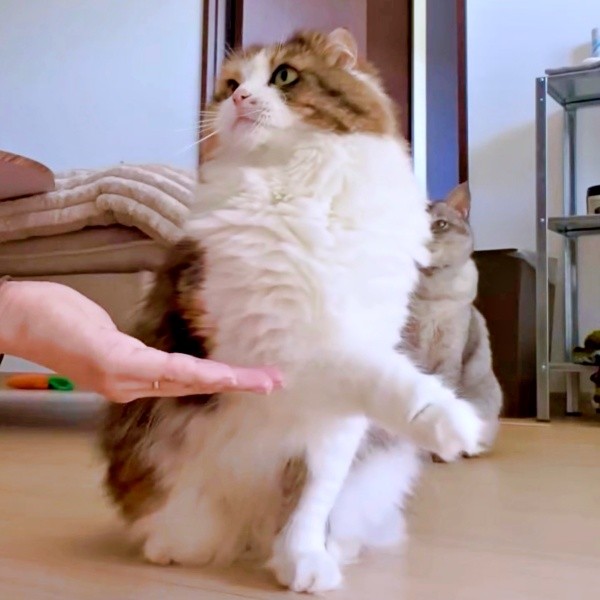 ひょいっとお手をさけるこむぎちゃん（画像提供：夫と猫。嫁による観察日記さん）