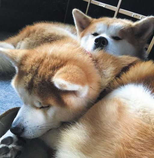 「秋田犬 ゴンとトラ あきたけんじゃないよ あきたいぬだよ」（講談社）より