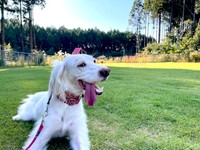 「かわいい」という呼びかけに、4パターンの反応を見せてくれた元保護犬のイングリッシュセッター、麦ちゃん。普段はこんなに美犬ですが、猟犬種のスイッチが入ると「バイオハザード」に出てたみたいな姿になる人気ワンコです（画像提供：みのかさ さん @inekaratukutta）