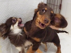 おとなしい子犬は「ファンタジー」　強いミニチュアダックスを受け入れて関係をつくる