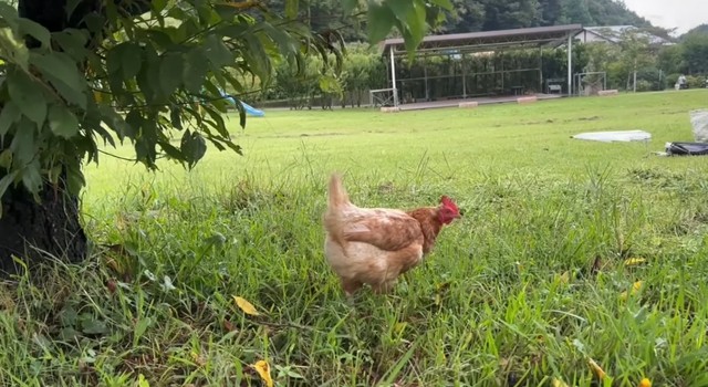 引き取られた廃鶏・万結(まゆ)さん／藤田さん（@-ChickensChannel）提供