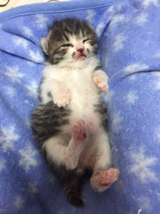 保護当時、驚くほど小さかったごまくん（画像提供：もへいさん）