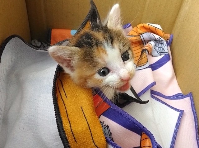 保護された直後のセルジオ悦子ちゃん。「ミャーミャーうるせぇから飼うことにしたんやで」とXに投稿していたセルゥさん（画像提供：セルゥゥゥゥァァァァァさん）