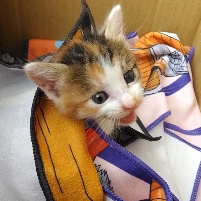 保護された直後のセルジオ悦子ちゃん。「ミャーミャーうるせぇから飼うことにしたんやで」とXに投稿していたセルゥさん（画像提供：セルゥゥゥゥァァァァァさん）